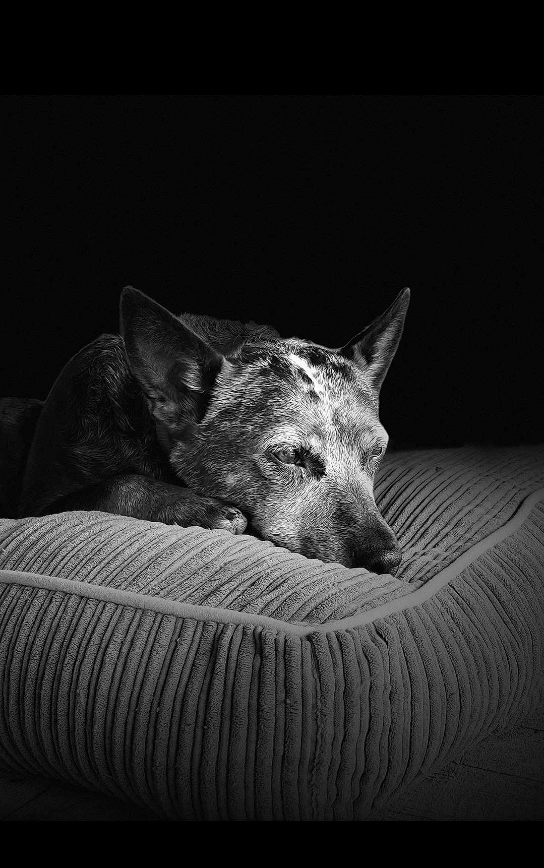 Tilly joined the competition — help win amazing prizes! dog, resting, cushion, black_and_white, portrait, calm, pet, fur, texture, sleepy, animal, indoors, close_up, relaxation, cozy, ears, snout, peaceful, bed, monochrome