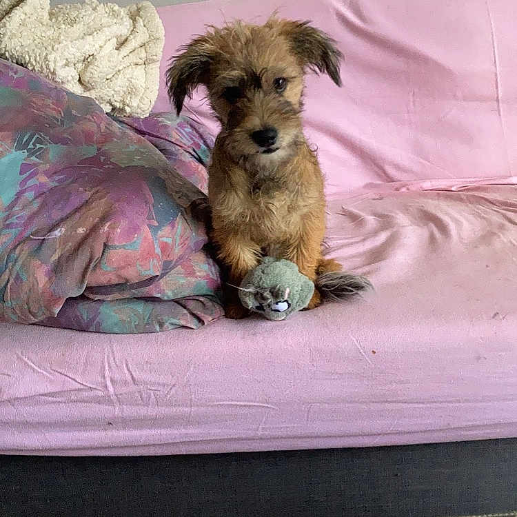 Simba