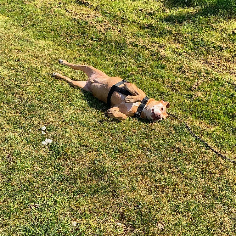 Rocky a rejoint le concours — aidez-le/la à gagner de superbes lots ! animal, backyard, canine, dog, face, field, grass, grassland, hound, lawn, nature, outdoors, park, pet, plant, puppy, summer, tree, vegetation, yard