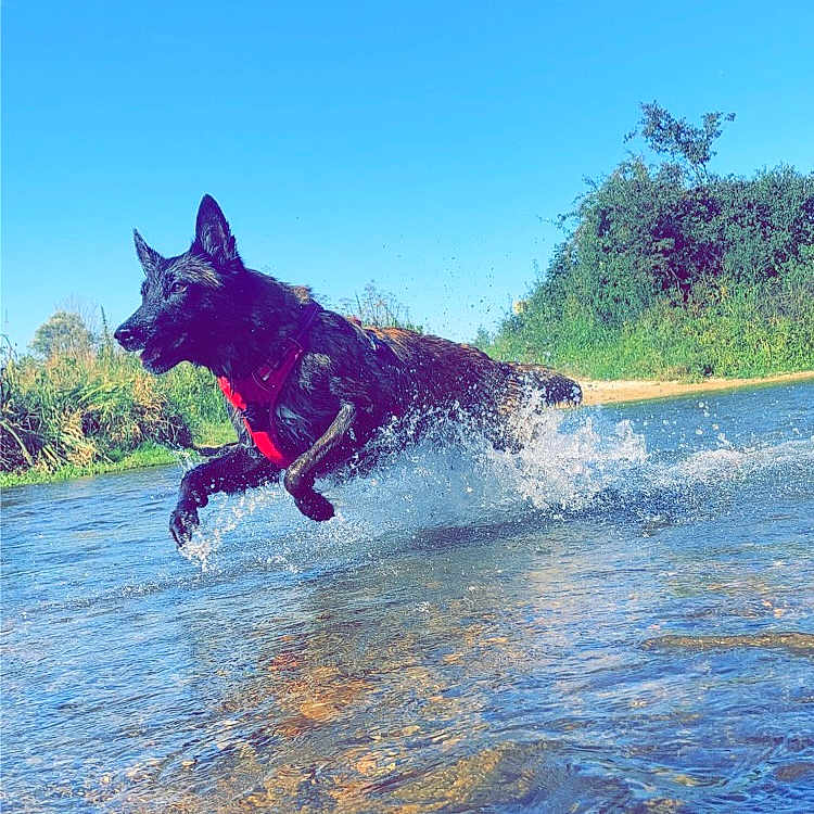 Nala a rejoint le concours — aidez-le/la à gagner de superbes lots ! animal, canine, dog, germanshepherd, grass, husky, lake, land, nature, outdoors, pet, plant, puppy, rock, sea, sky, summer, tree, vegetation, water