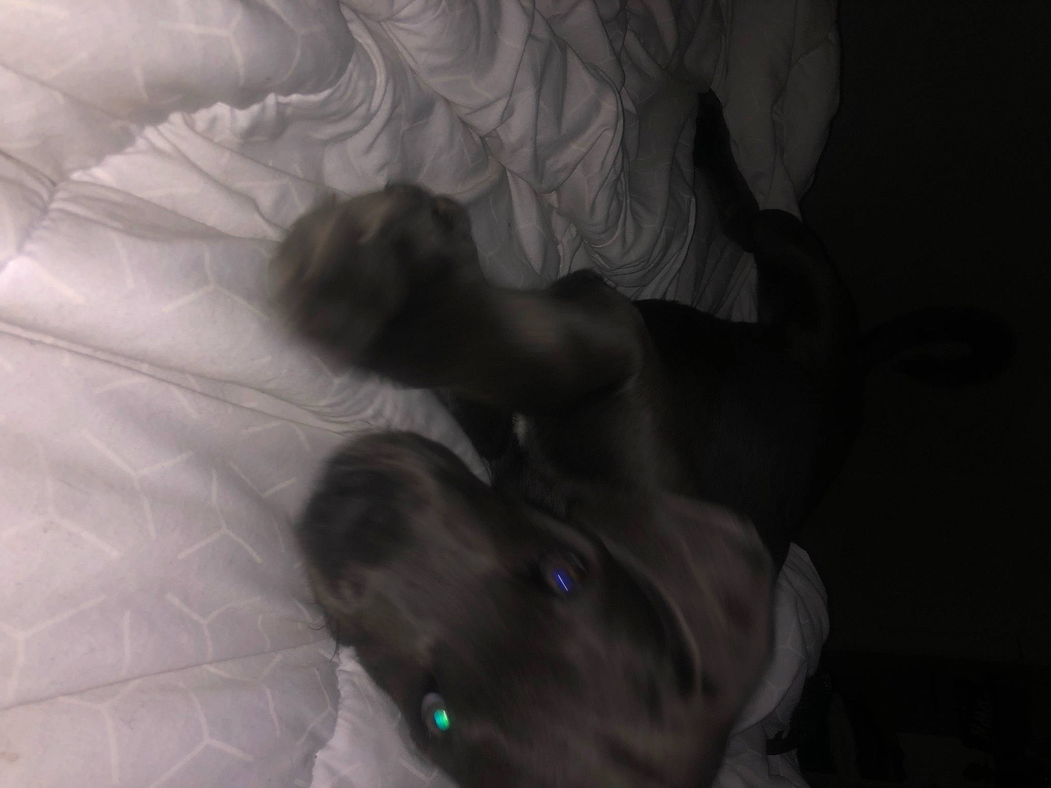 Locky a rejoint le concours — aidez-le/la à gagner de superbes lots ! bed, bedtime, carnivore, chest, comfort, companion_dog, darkness, dog_breed, felidae, fur, gesture, grey, human_leg, linens, monochrome_photography, room, small_to_medium_sized_cats, tail, whiskers, wing