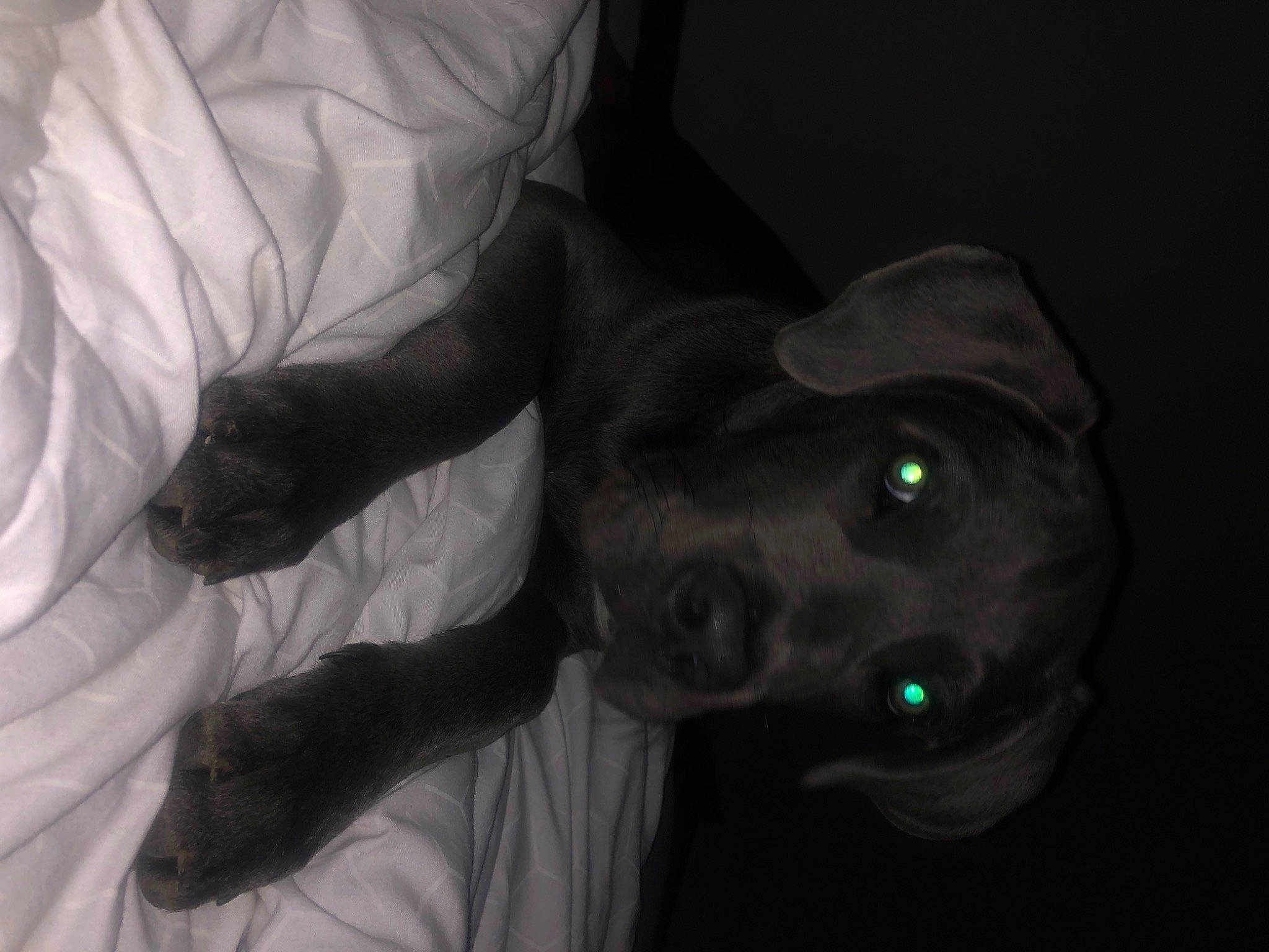 Locky participe au concours pour gagner de l'argent avec cette photo : audio_equipment, darkness, dog_breed, ear, elbow, flash_photography, flesh, gesture, jaw, mammal, monochrome_photography, personal_protective_equipment, plant, room, sleeve, sporting_group