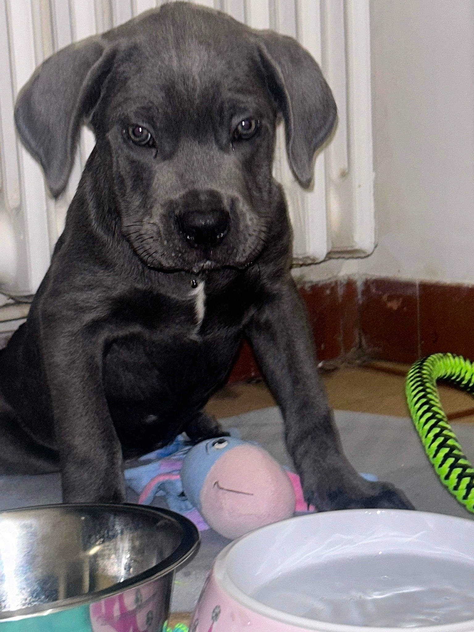 Locky a rejoint le concours — aidez-le/la à gagner de superbes lots ! ball, borador, canidae, carnivore, collar, companion_dog, dog, dog_breed, dog_collar, fur, guard_dog, gun_dog, liver, mixing_bowl, pet_supply, snout, sporting_group, whiskers, working_animal