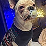 animal, black, cozy, cute, decor, dog, ears, expression, face, french_bulldog, indoor, light, mammal, pacifier, pet, portrait, seated, sweater, table, white