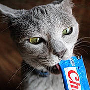Stormy joined the competition — help win amazing prizes! cat, gray_cat, green_eyes, close_up, licking, treat_packet, blue_packet, whiskers, pet, animal, indoor, wooden_floor, curious, feline, snack, tongue, domestic_cat, portrait, cute, fur