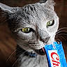 cat, gray_cat, green_eyes, close_up, licking, treat_packet, blue_packet, whiskers, pet, animal, indoor, wooden_floor, curious, feline, snack, tongue, domestic_cat, portrait, cute, fur