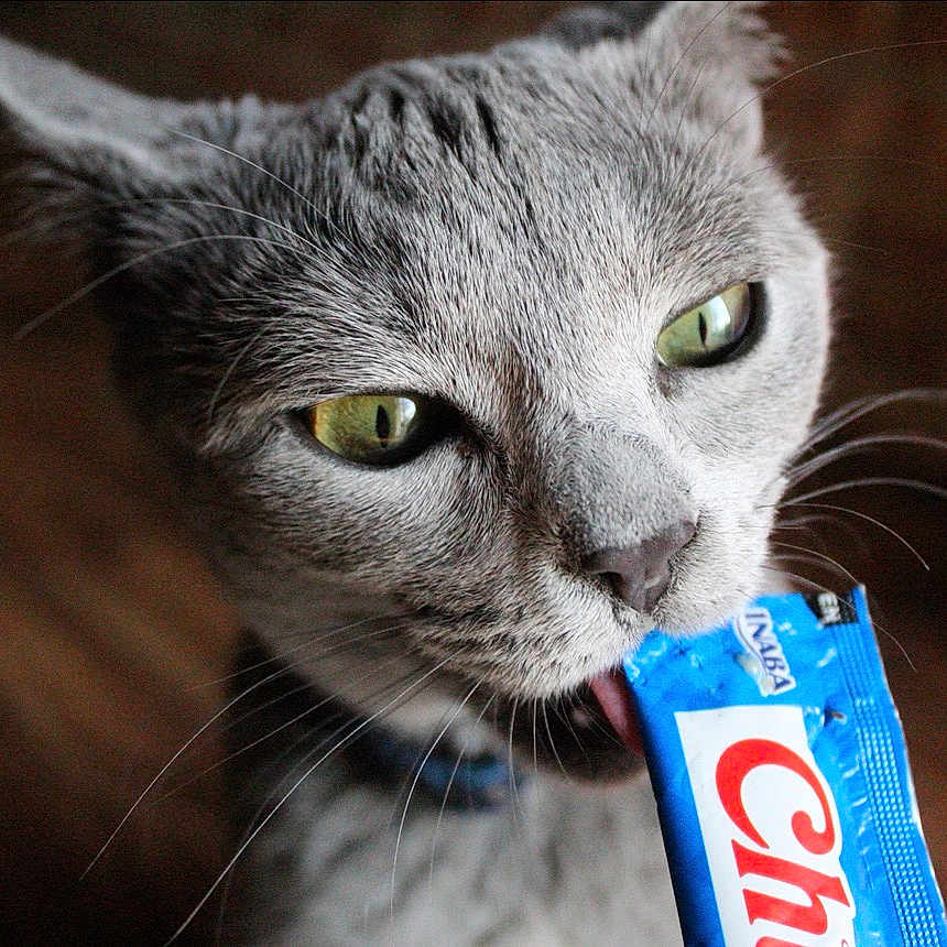 Stormy joined the competition — help win amazing prizes! cat, gray_cat, green_eyes, close_up, licking, treat_packet, blue_packet, whiskers, pet, animal, indoor, wooden_floor, curious, feline, snack, tongue, domestic_cat, portrait, cute, fur