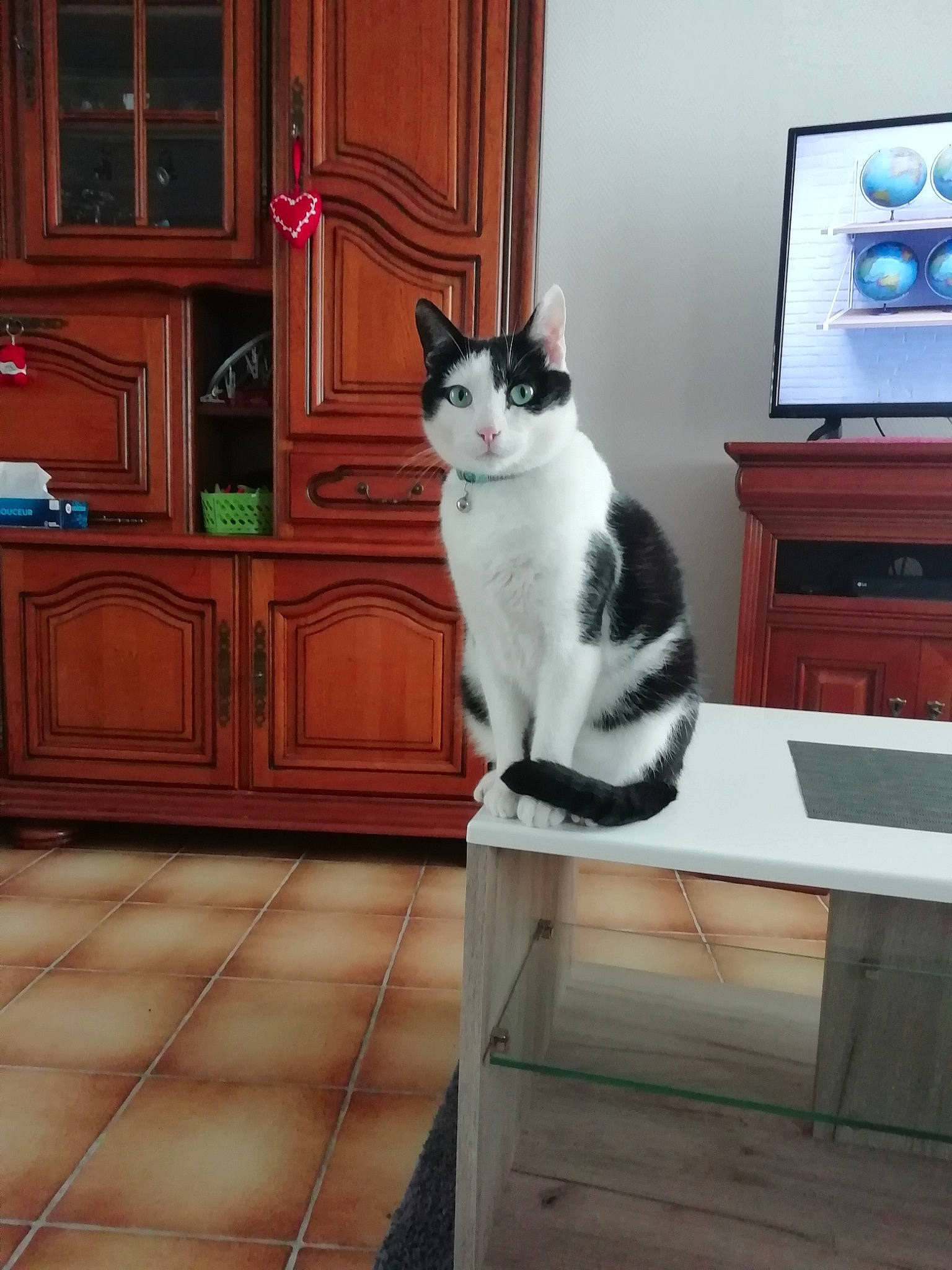 Tchoupi a rejoint le concours — aidez-le/la à gagner de superbes lots ! aegean_cat, carnivore, cat, domestic_short_haired_cat, european_shorthair, felidae, floor, flooring, fur, furniture, hardwood, japanese_bobtail, polydactyl_cat, room, small_to_medium_sized_cats, table, tail, whiskers, wood