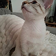 Aïka a rejoint le concours — aidez-le/la à gagner de superbes lots ! cat, kitten, animal, pet, feline, white_fur, striped, indoor, blanket, cozy, cute, whiskers, ears, sitting, looking_up, soft, fur, domestic, young, curious