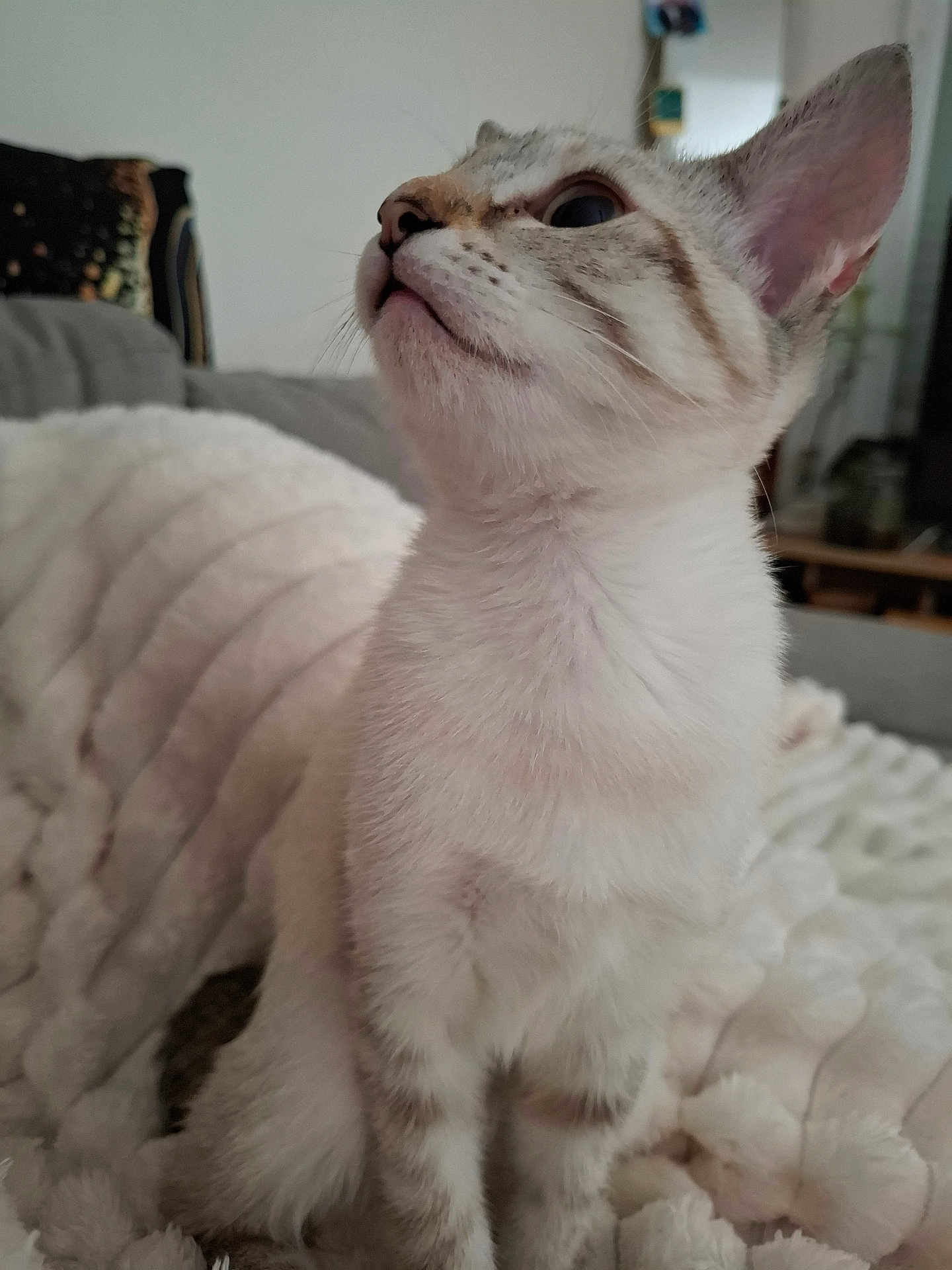 Aïka a rejoint le concours — aidez-le/la à gagner de superbes lots ! cat, kitten, animal, pet, feline, white_fur, striped, indoor, blanket, cozy, cute, whiskers, ears, sitting, looking_up, soft, fur, domestic, young, curious