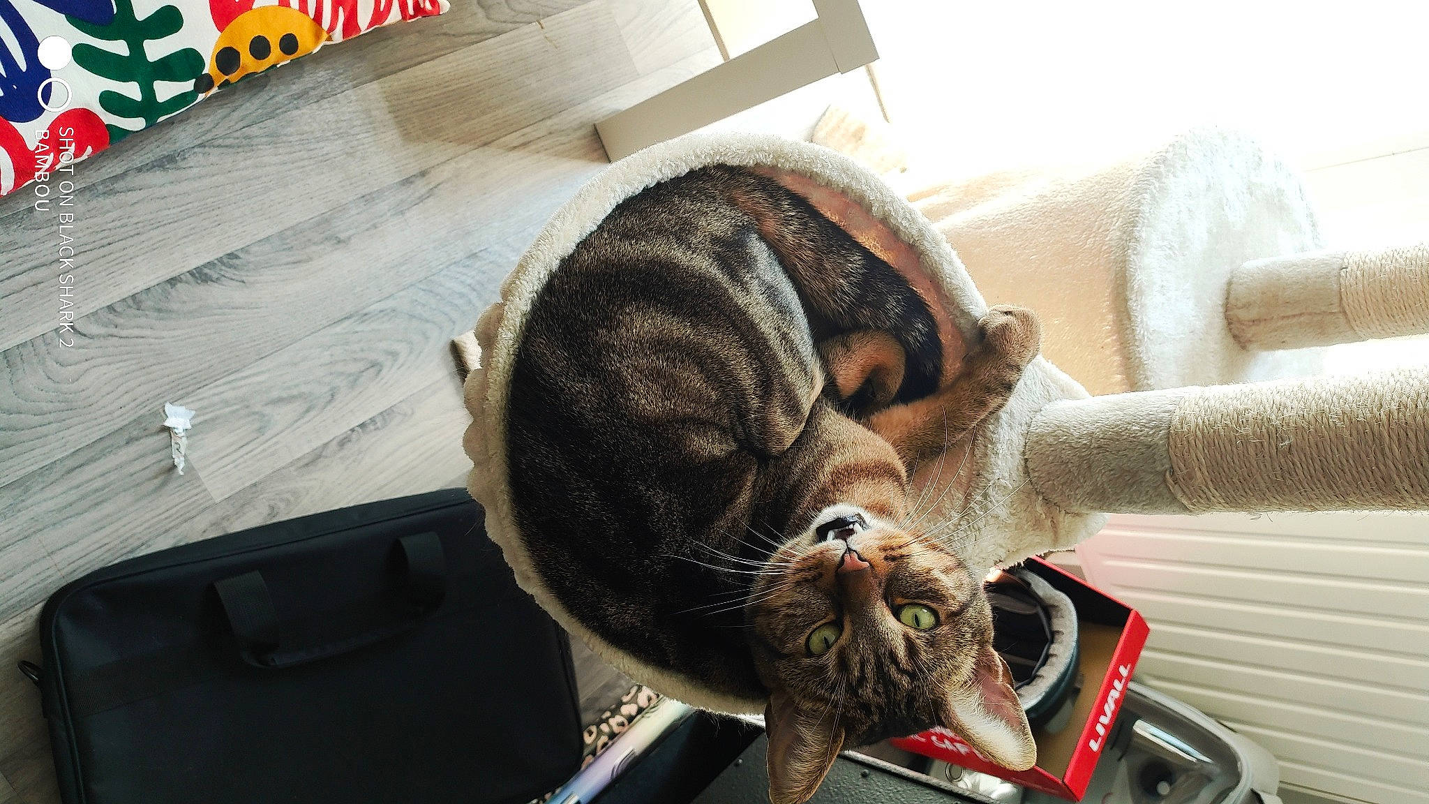 Simba participe au concours pour gagner de l'argent avec cette photo : automotive_tire, carnivore, cat, cat_supply, claw, collar, comfort, domestic_short_haired_cat, felidae, fur, mammal, metal, nap, room, small_to_medium_sized_cats, snout, tail, terrestrial_animal, vertebrate, whiskers