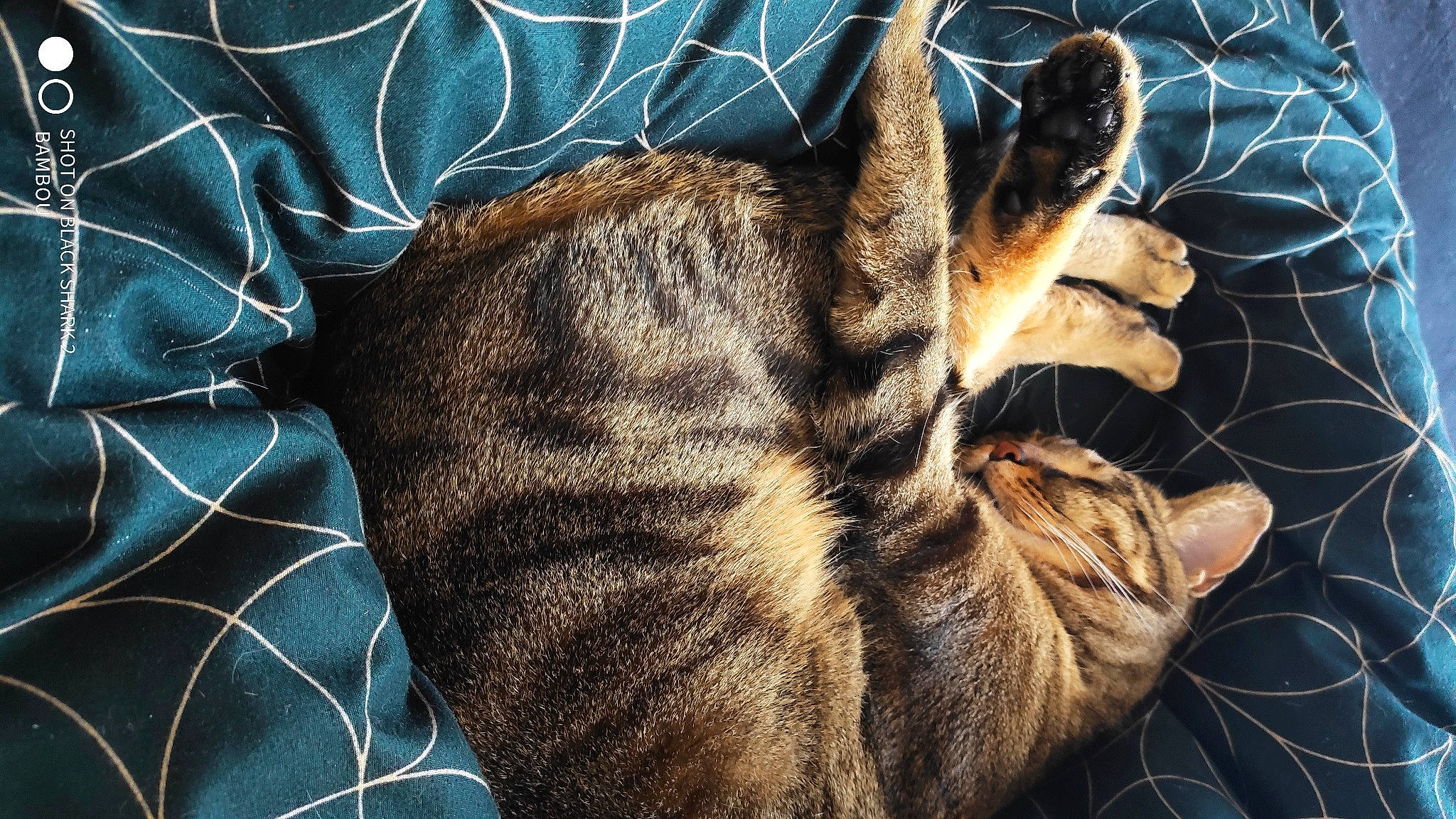 Simba a rejoint le concours — aidez-le/la à gagner de superbes lots ! carnivore, cat, claw, close_up, domestic_short_haired_cat, electric_blue, fawn, felidae, fur, nap, organism, pattern, paw, sleep, small_to_medium_sized_cats, tail, terrestrial_animal, whiskers, wildlife, window