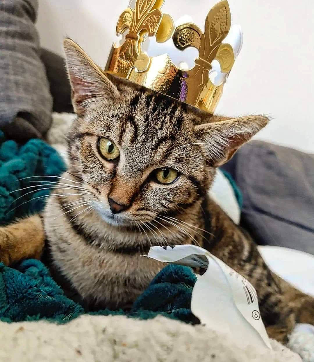 Simba a rejoint le concours — aidez-le/la à gagner de superbes lots ! carnivore, cat, claw, comfort, domestic_short_haired_cat, fashion_accessory, fawn, felidae, fur, linens, paw, sitting, small_to_medium_sized_cats, snout, terrestrial_animal, tree, whiskers, wildlife