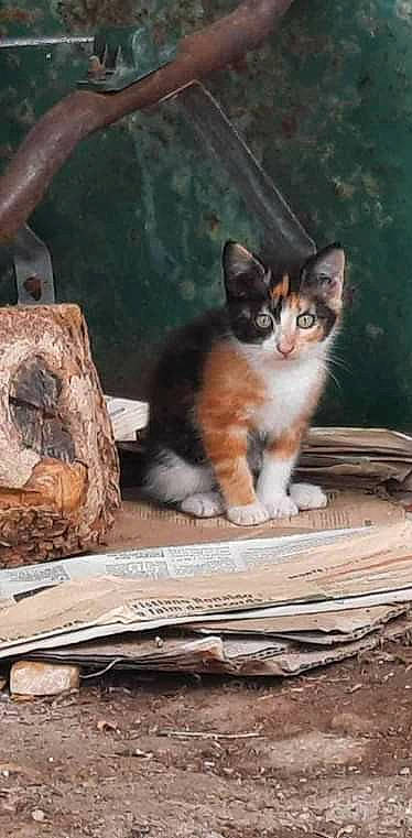 Mimie participe au concours pour gagner de l'argent avec cette photo : carnivore, cat, cat_supply, domestic_short_haired_cat, door, felidae, fur, paw, sitting, small_to_medium_sized_cats, tail, trunk, whiskers, window, wood