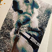 Goose joined the competition — help win amazing prizes! alert, animal, black_and_white, canine, close_up, collar, dog, ears, foliage, fur, harness, leash, nature, outdoor, pet, photo_print, portrait, service_dog, snout, working_dog