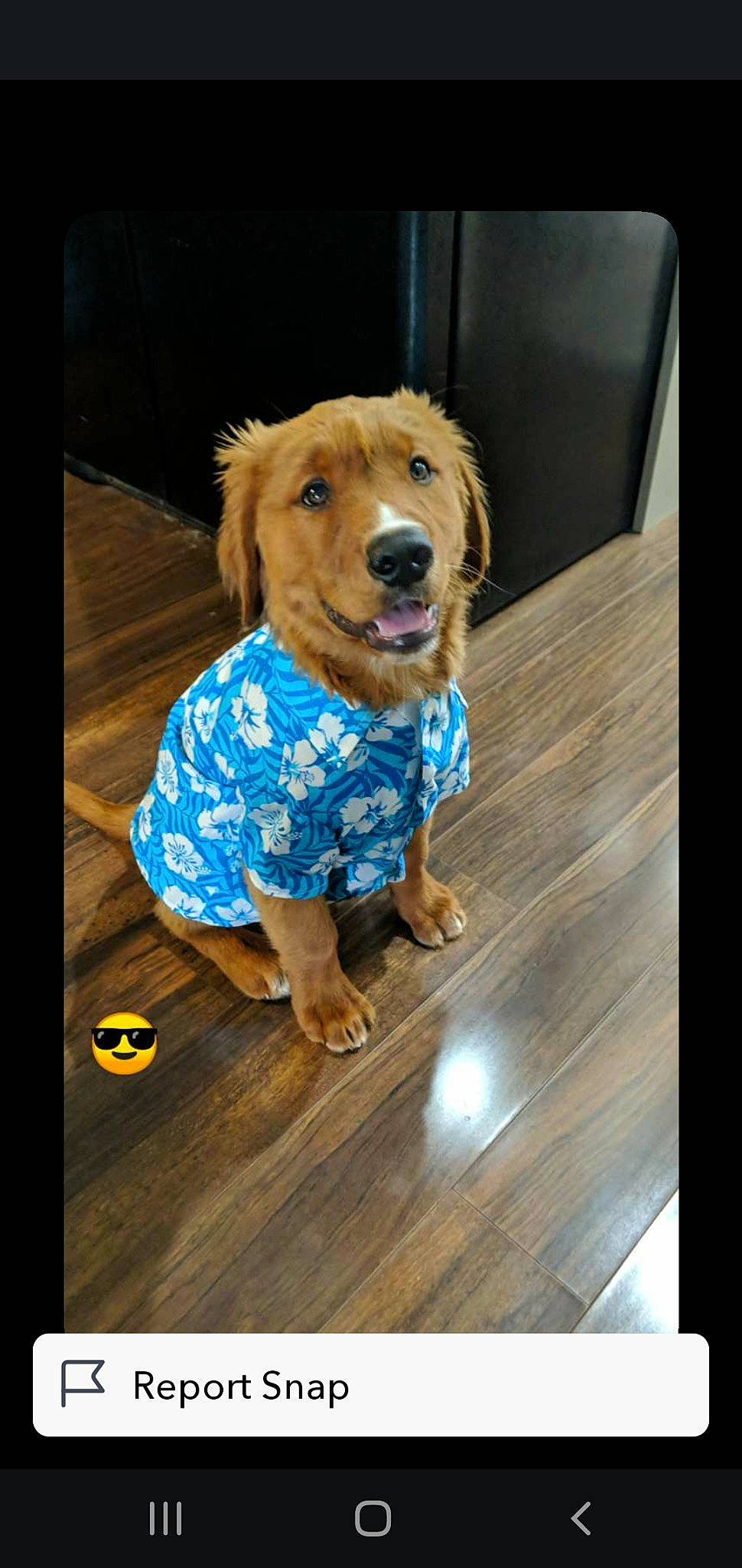 Arrow joined the competition — help win amazing prizes! canidae, carnivore, companion_dog, dog, dog_breed, dog_clothes, dog_supply, fawn, floor, flooring, fur, hardwood, laminate_flooring, pet_supply, plank, rectangle, snout, sporting_group, wood, wood_flooring