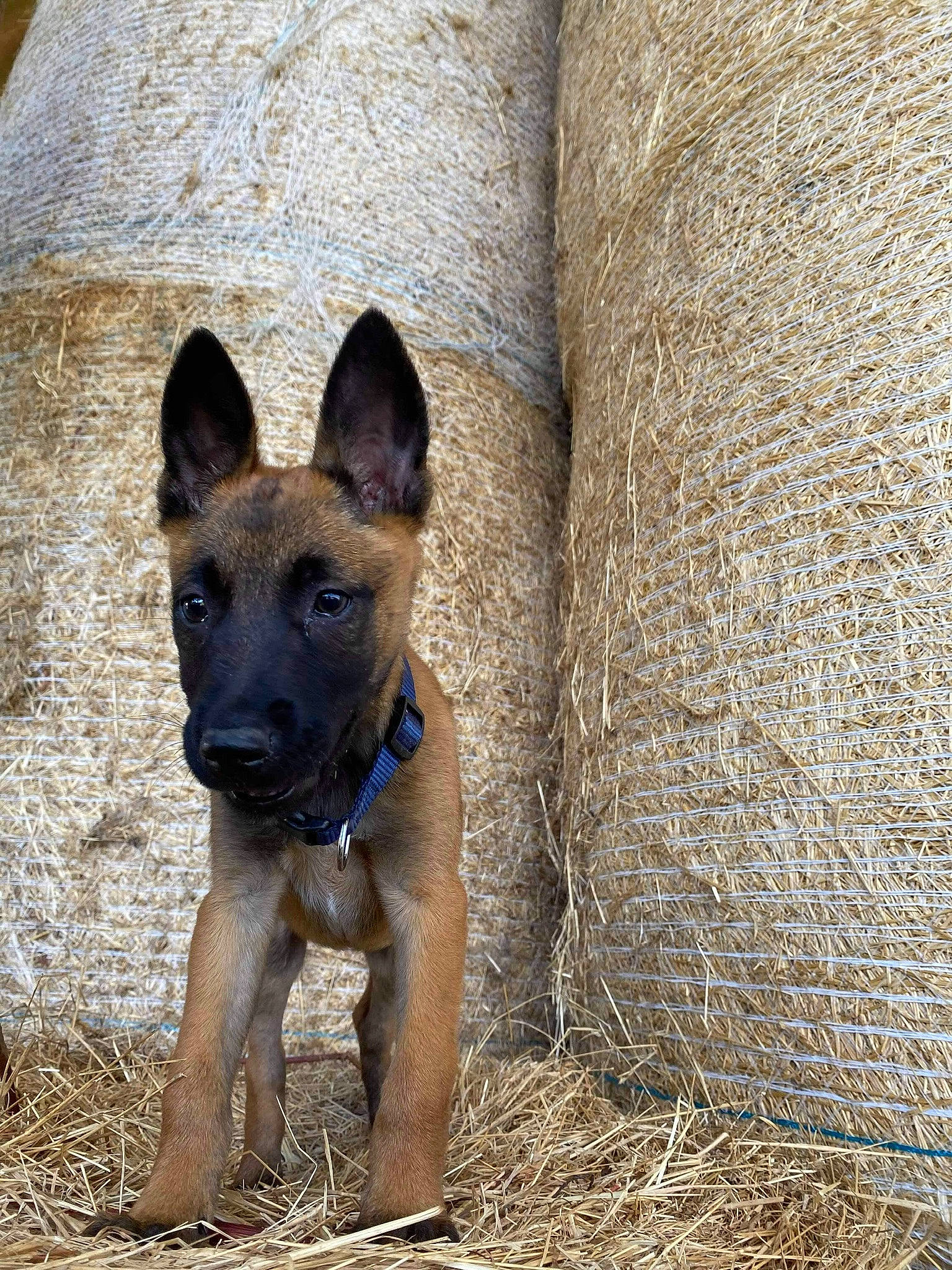 Rony participe au concours pour gagner de l'argent avec cette photo : belgian_shepherd_malinois, canidae, carnivore, collar, dog, dog_breed, fawn, german_shepherd_dog, guard_dog, hay, herding_dog, liver, mammal, police_dog, snout, sporting_group, straw, street_dog, working_animal, working_dog