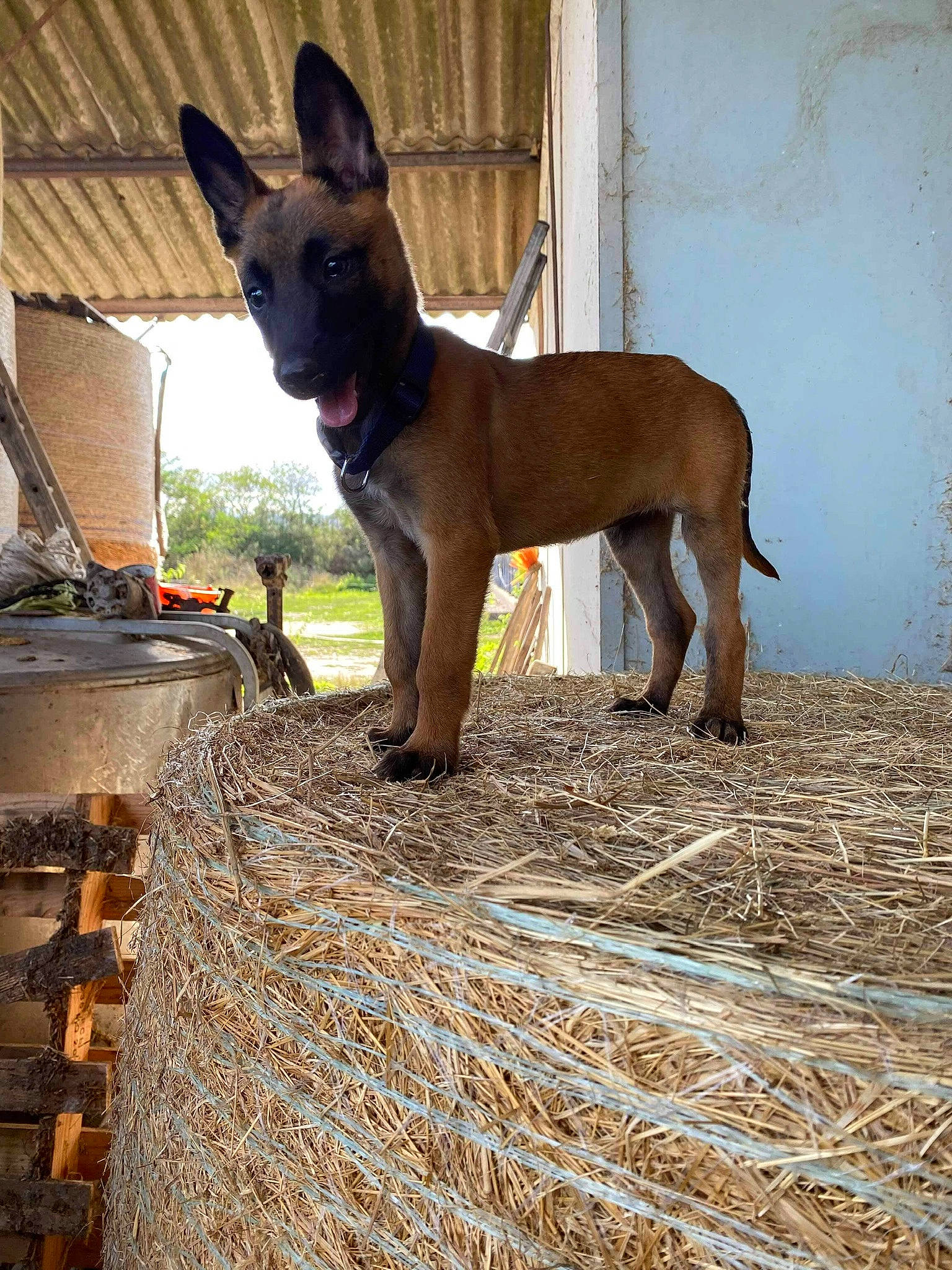 Rony a rejoint le concours — aidez-le/la à gagner de superbes lots ! basket, belgian_shepherd_malinois, canidae, carnivore, collar, dog, dog_breed, dog_collar, dog_supply, fawn, guard_dog, hay, liver, pet_supply, snout, sporting_group, straw, tail, working_animal, working_dog