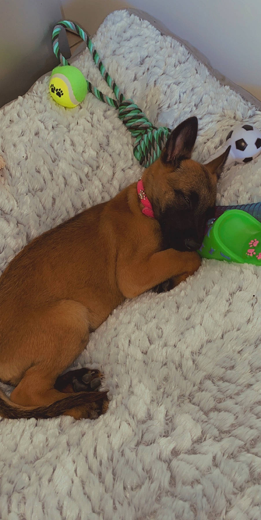 Rony participe au concours pour gagner de l'argent avec cette photo : canidae, carnivore, collar, comfort, companion_dog, dog, dog_breed, dog_supply, dog_toy, fawn, liver, pet_supply, snout, sporting_group, stuffed_toy, tan, terrestrial_animal, toy, vertebrate, working_animal