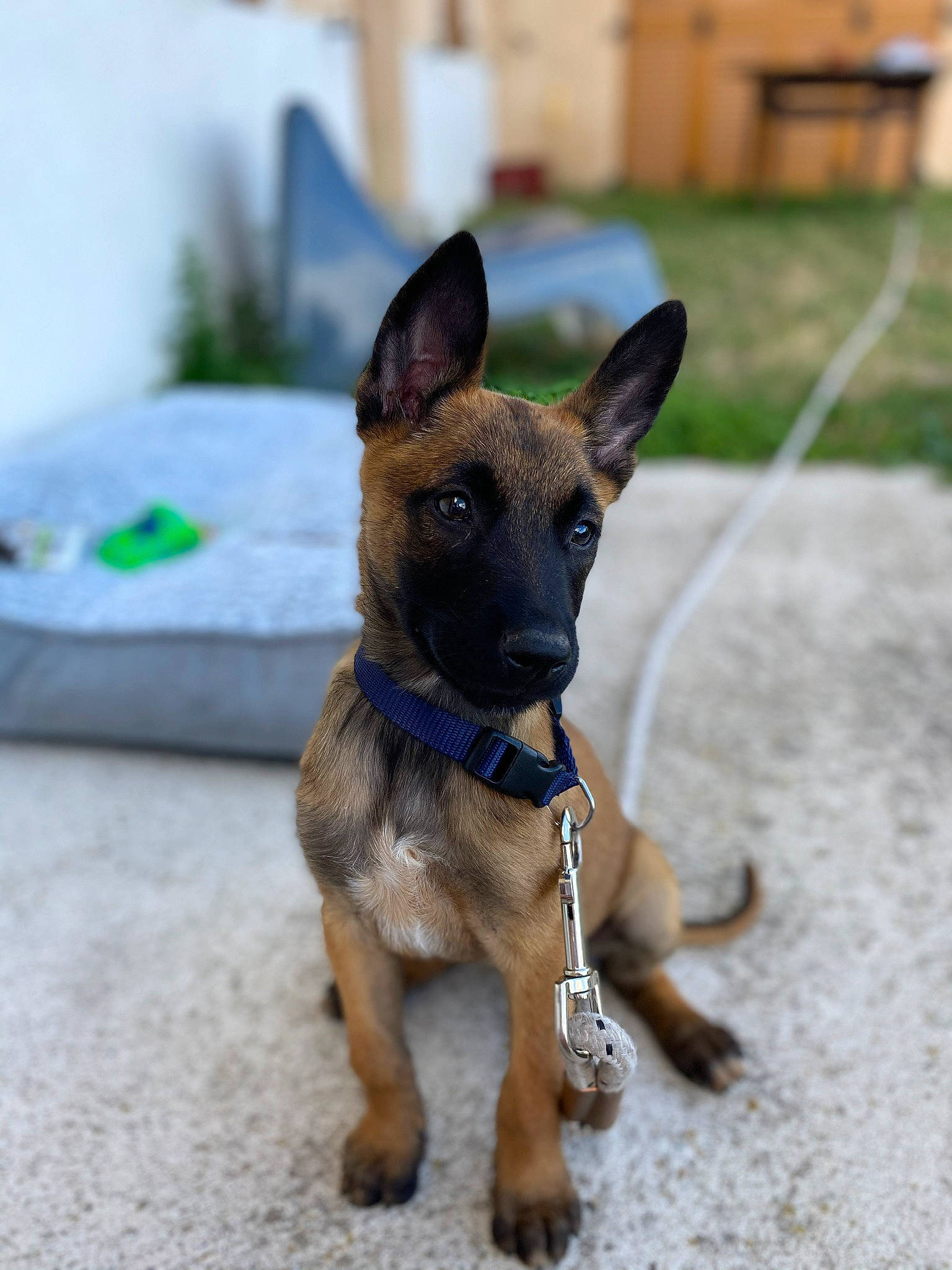 Rony participe au concours pour gagner de l'argent avec cette photo : belgian_shepherd_malinois, canidae, carnivore, collar, companion_dog, dog, dog_breed, dog_collar, dog_supply, fawn, guard_dog, leash, liver, mammal, pet_supply, police_dog, snout, sporting_group, working_animal, working_dog