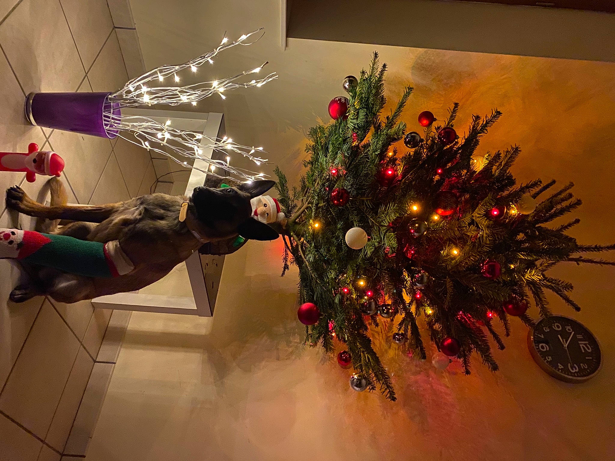 Rony a rejoint le concours — aidez-le/la à gagner de superbes lots ! christmas, christmas_decoration, christmas_eve, christmas_lights, christmas_ornament, christmas_tree, conifer, evergreen, fictional_character, fir, holiday, holiday_ornament, interior_design, ornament, pine, pine_family, toy, tradition