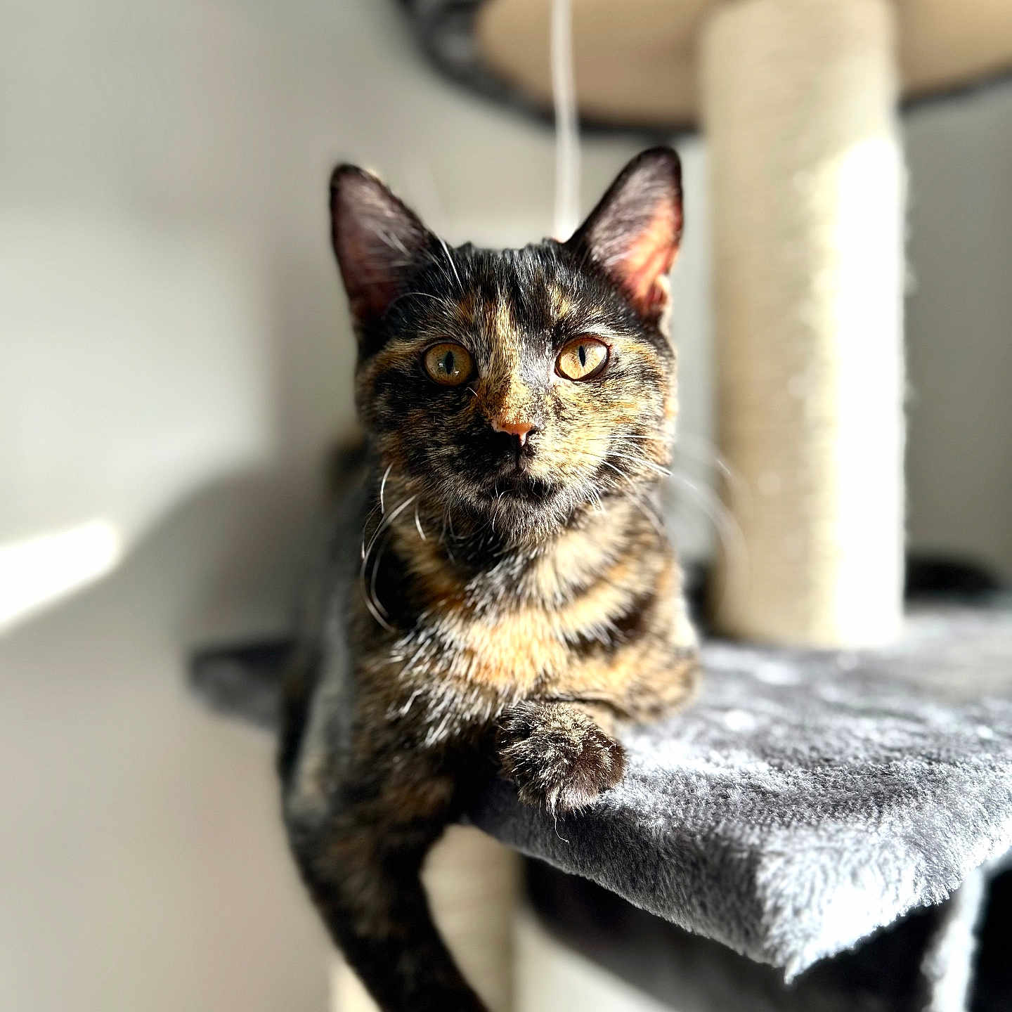 Gaia participe au concours pour gagner de l'argent avec cette photo : abyssinian, animal, brasssection, cat, horn, kitten, manx, musicalinstrument, pet, siamese