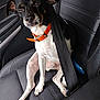 animal, black_and_white, car_seat, companion, cute, dog, domestic_animal, ears, four_legs, fur, inside_car, leather_seat, orange_collar, paw, pet, resting, safety, seatbelt, sitting, vehicle