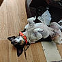 animal, black_and_white_dog, canine, collar, dog, ears, floor, furniture, home, indoor, lying_down, orange_collar, paper, paw, pet, playful, relaxed, resting, snout, wooden_floor