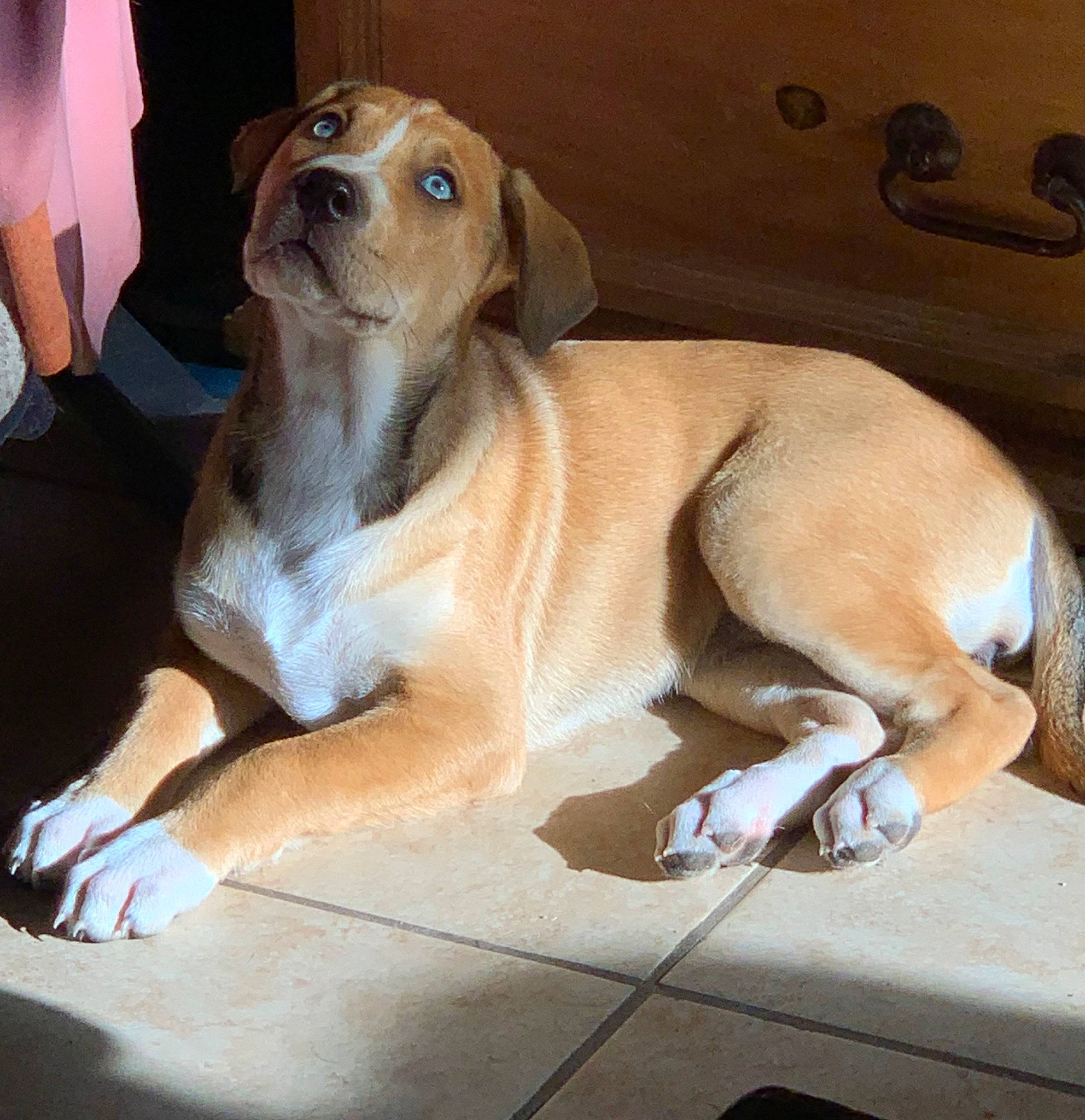 Blue is registered to the contest to win money with this photo: ancient_dog_breeds, canidae, carnivore, comfort, companion_dog, dog, dog_breed, door, fawn, hound, paw, snout, sporting_group, tail, terrestrial_animal, whiskers, working_animal