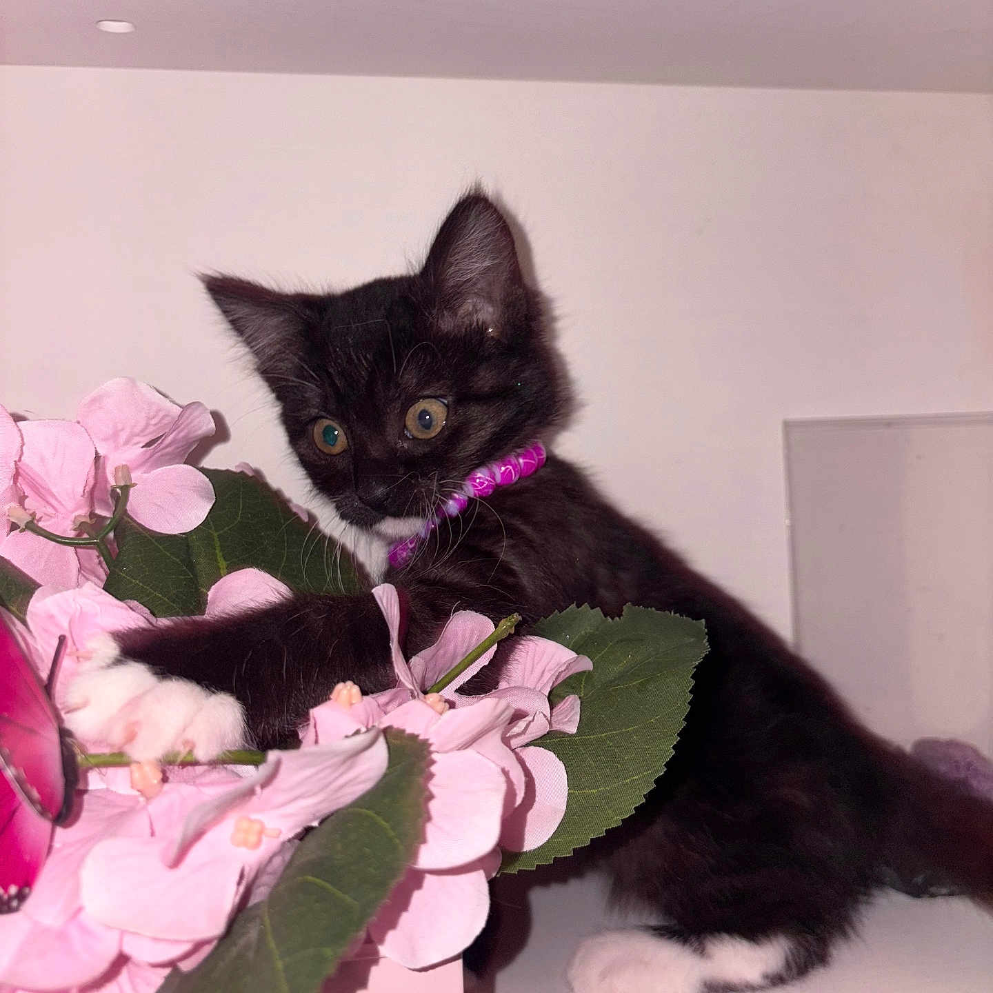 Galilea joined the competition — help win amazing prizes! animal, artificial_flowers, black_cat, cat, closeup, curious, cute, domestic_cat, feline, flower_arrangement, indoor, kitten, paw, pet, pink_flowers, playful, purple_collar, whiskers, white_paws, young_cat