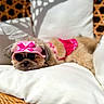 Bella is registered to the contest to win money with this photo: dog, pet, sunglasses, hat, pink, cushion, white, wicker_chair, relaxing, sunlight, shadows, cute, fur, accessories, summer, resting, indoors, fashion, cozy, animal