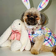 Bella joined the competition — help win amazing prizes! dog, puppy, plush_toy, bunny_ears, dress, colorful_clothing, stuffed_animal, white_bunny, pet, cute, fluffy, animal, costume, indoor, sitting, closeup, adorable, small_dog, fabric, soft_toy