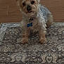 Coco Romano is registered to the contest to win money with this photo: dog, small_dog, fluffy, pet, indoor, carpet, patterned_rug, wooden_floor, collar, blue_tag, curious, sitting, looking, animal, mammal, cute, fur, ears, face, paw