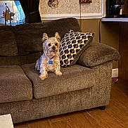 Coco Romano is registered to the contest to win money with this photo: dog, couch, pillow, living_room, wooden_floor, window, curtain, coffee_machine, home_interior, pet, furniture, collar, decor, wall, floor, indoor, small_dog, seated, cozy, relaxed