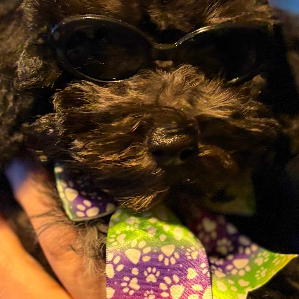 Nova joined the competition — help win amazing prizes! accessory, animal, black_dog, bow_tie, close_up, colorful, companion, cool, cute, dog, domestic_animal, fashion, fluffy, friendly, hand, paw_print, pet, portrait, summer, sunglasses