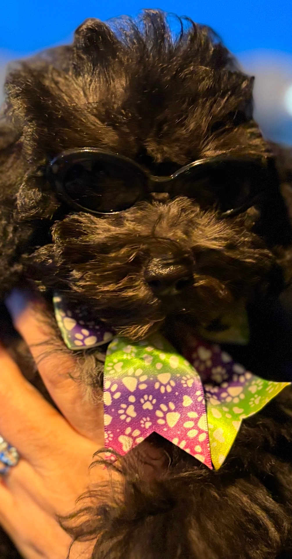 Nova joined the competition — help win amazing prizes! dog, black_dog, sunglasses, bow_tie, paw_print, pet, fluffy, cute, animal, portrait, close_up, hand, accessory, fashion, colorful, summer, cool, companion, domestic_animal, friendly