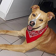 Marley a rejoint le concours — aidez-le/la à gagner de superbes lots ! animal, bandana, brown_dog, canine, companion, dog, ears_up, floor, friendly, furniture, household, indoor, legs, looking_at_camera, lying_down, pet, red_bandana, smiling, tile_floor, white_markings