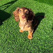 Nala joined the competition — help win amazing prizes! dog, puppy, dachshund, brown, grass, artificial_grass, outdoor, sunlight, pet, animal, cute, floppy_ears, young, sitting, looking_up, shadow, nature, fur, canine, adorable