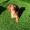 dog, puppy, dachshund, brown, grass, artificial_grass, outdoor, sunlight, pet, animal, cute, floppy_ears, young, sitting, looking_up, shadow, nature, fur, canine, adorable
