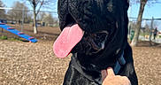 Buster is registered to the contest to win money with this photo: dog, black_dog, large_dog, pet, animal, tongue_out, sitting, harness, playground, dog_park, outdoors, blue_sky, trees, winter, fence, agility_equipment, play_equipment, human_hand, portrait, happy