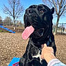 dog, black_dog, large_dog, pet, animal, tongue_out, sitting, harness, playground, dog_park, outdoors, blue_sky, trees, winter, fence, agility_equipment, play_equipment, human_hand, portrait, happy