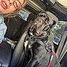 Buster joined the competition — help win amazing prizes! dog, person, car, selfie, portrait, black_dog, large_dog, wrinkles, harness, leash, seated, vehicle, car_interior, driver_seat, passenger_seat, glasses, smiling, red_glasses, pet, travel