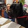 Buster joined the competition — help win amazing prizes! dog, black_dog, large_dog, pet, animal, woman, person, face, tongue, red_harness, indoors, kitchen, home, table, papers, handwriting, furniture, plant, portrait, funny_pose