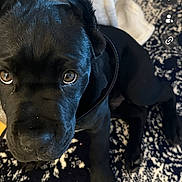 Buster is registered to the contest to win money with this photo: dog, puppy, black_dog, pet, animal, portrait, close_up, face, eyes, looking_at_camera, indoors, living_room, rug, blanket, furniture, black_coat, collar, smartphone_screenshot, social_media, vertical_photo