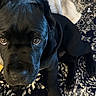 dog, puppy, black_dog, pet, animal, portrait, close_up, face, eyes, looking_at_camera, indoors, living_room, rug, blanket, furniture, black_coat, collar, smartphone_screenshot, social_media, vertical_photo