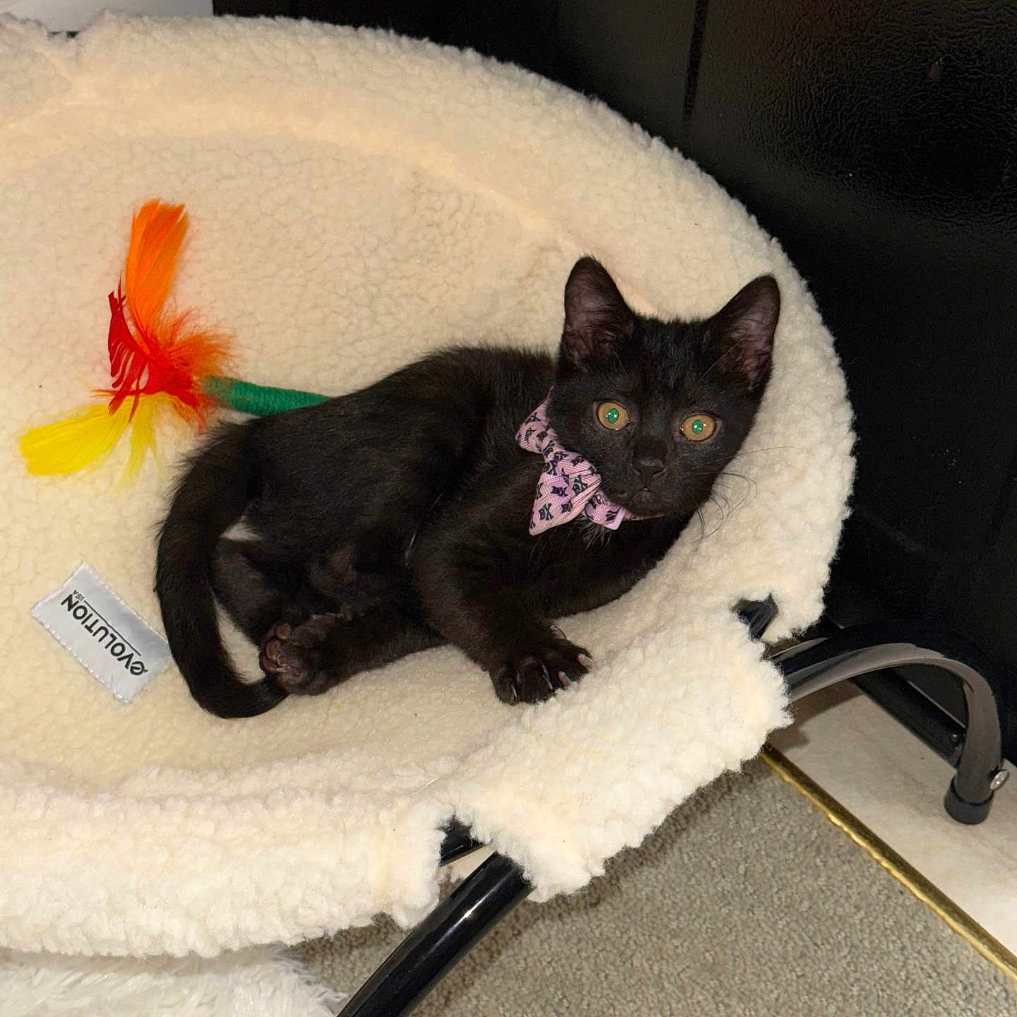 Luna joined the competition — help win amazing prizes! animal, black_cat, carpet, cozy, cute, domestic, ears, feather_toy, fluffy, furniture, indoor, kitten, paws, pet_bed, pink_bow, relaxing, resting, small_pet, toy, whiskers