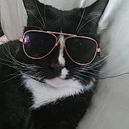 Figgy joined the competition — help win amazing prizes! cat, tuxedo_cat, sunglasses, black_and_white, whiskers, pet, animal, closeup, face, fur, lying_down, indoors, cute, relaxed, portrait, fashion, accessory, funny, domestic_cat, cool