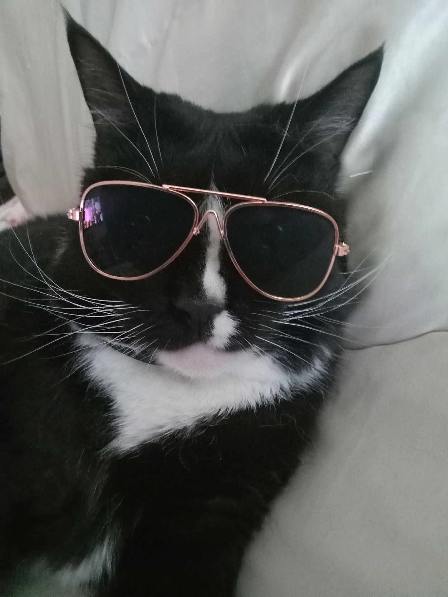 Figgy joined the competition — help win amazing prizes! cat, tuxedo_cat, sunglasses, black_and_white, whiskers, pet, animal, closeup, face, fur, lying_down, indoors, cute, relaxed, portrait, fashion, accessory, funny, domestic_cat, cool
