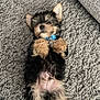 Toby is registered to the contest to win money with this photo: adorable, animal, belly, blue_collar, carpet, cute, dog, fluffy, fur, home, indoor, lying_down, lying_on_back, mammal, paw, pet, puppy, relaxed, small, young