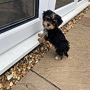 Toby joined the competition — help win amazing prizes! animal, black_and_tan, curious, dog, door, front_paws, fur, glass, looking_back, outdoor, pavement, pebbles, pet, puppy, side_view, small_dog, standing, white, window, young